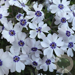 Phlox 'Bavaria' GM P9