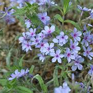 Phlox divaricata 'Chattahoochee' GM P9
