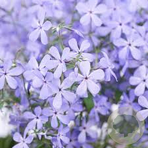 Phlox divaricata 'Clouds Of Perfume' GM P9