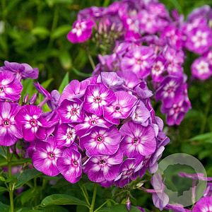 Phlox paniculata 'Laura' GM P9