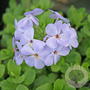 Phlox stolonifera 'Blue Ridge' GM P9