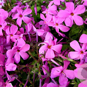 Phlox stolonifera 'Home Fires' GM P9