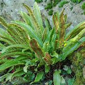 Phyllitis scolopendrium GM P9