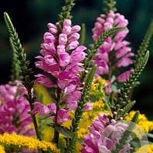 Physostegia virginiana 'Bouquet Rose' GM P9