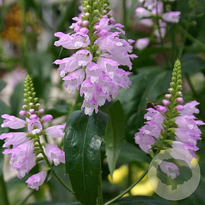 Physostegia virginiana 'Rosea' GM P9