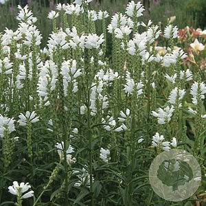 Physostegia virginiana 'Summer Snow' GM P9