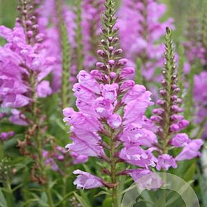 Physostegia virginiana 'Vivid' GM P9