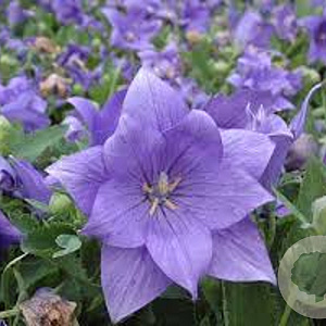 Platicodon grandiflorus 'Astra Blue' GM P9