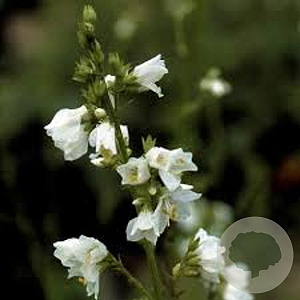 Polemonium caeruleum 'Album' GM P9