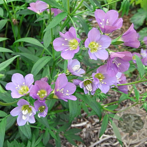 Polemonium caeruleum 'Lambrook Mauve' GM P9