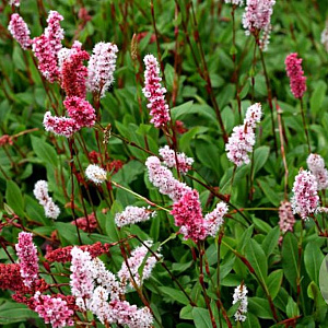 Polygonum affine 'Superbum' GM P9