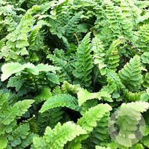 POLYSTICHUM SETIFERUM 'CONGESTUM' GM P9