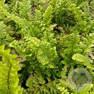 Polystichum setiferum 'Dahlem' GM P9