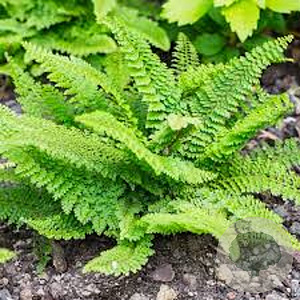 Polystichum setiferum 'Proliferum' GM P9