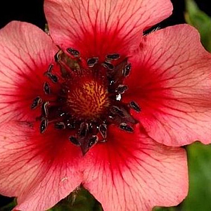 Potentilla nepalensis 'Miss Willmott' GM P9