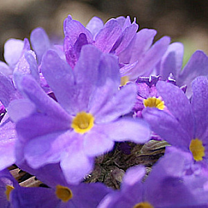 Primula denticulata 'Cashmeriana' GM P9