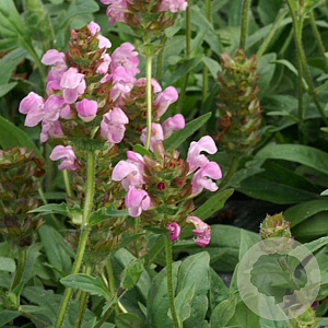 Prunella webbiana 'Rosea' GM P9