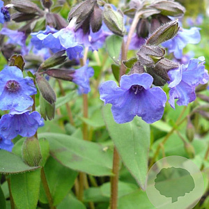 Pulmonaria angustifolia 'Blaues Meer' GM P9