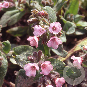 Pulmonaria saccharata 'Dora Bielefeld' GM P9