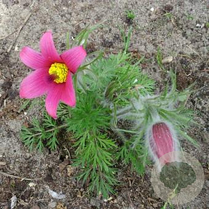 Pulsatilla vulgare 'Rubra' GM P9