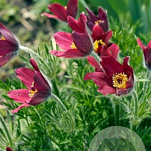 Pulsatilla vulgaris 'Rade Klokke' GM P9