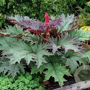 Rheum palmatum 'Atrosanguineum' GM P9