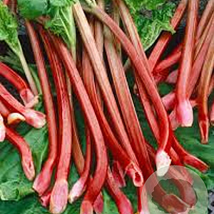 Rheum rhabarbarum 'Red Champagne' GM  P11