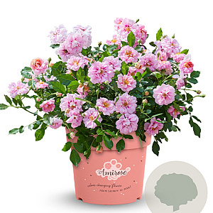 Rosa (F) Amirose GM 1.5