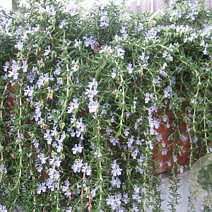 Rosmarinus officinalis 'Capri' GM P9