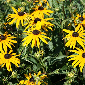 Rudbeckia fulgida 'City Garden' GM P9