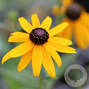 Rudbeckia fulgida 'Early Bird Gold' GM P9
