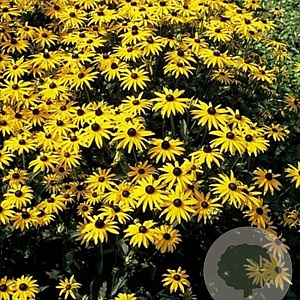 Rudbeckia fulgida 'Little Goldstar' GM P9