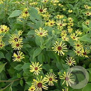 Rudbeckia subtomentosa 'Henry Eilers' GM P9