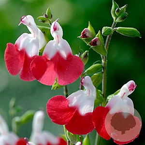 Salvia microphylla 'Hot Lips' GM P9