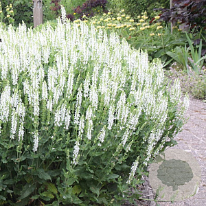 Salvia nemorosa 'Adrian' GM P9