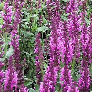 Salvia nemorosa 'Pink Friesland' GM P9