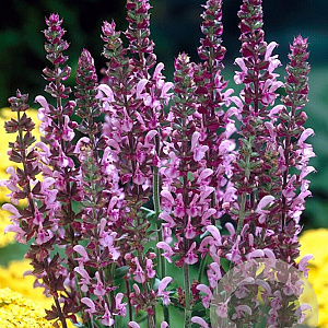 Salvia nemorosa 'Rose Queen' GM P9