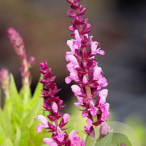 Salvia nemorosa 'Sensation Deep Rose' GM P9