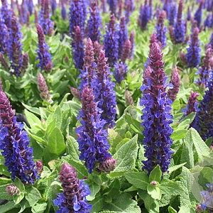 Salvia nemorosa Sensation Deep Blue GM P9