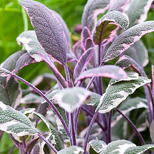 Salvia officinalis 'Tricolor' GM P9