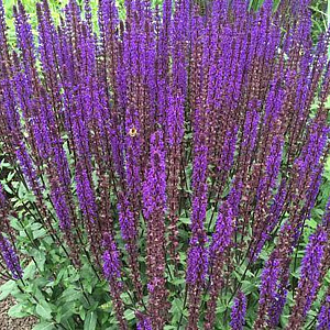Salvia sylvestris 'Dear Anja' GM P9