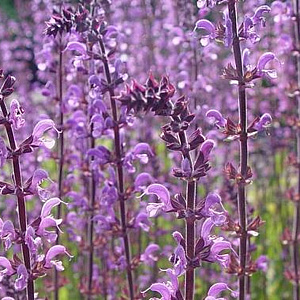 Salvia sylvestris 'Serenade' GM P9