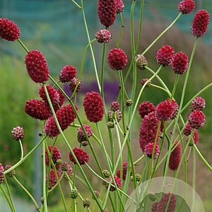 Sanguisorba officinalis 'Arnhem' GM P9