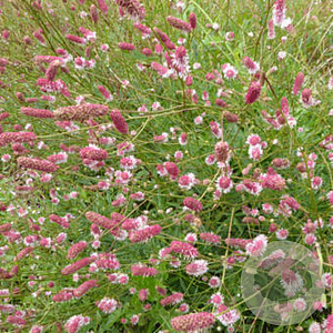 Sanguisorba officinalis 'Pink Tanna' GM P9