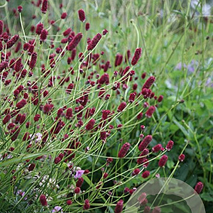 Sanguisorba officinalis 'Red Thunder' GM P9
