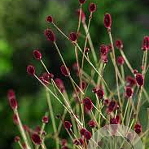 Sanguisorba officinalis 'Tanna' GM P9
