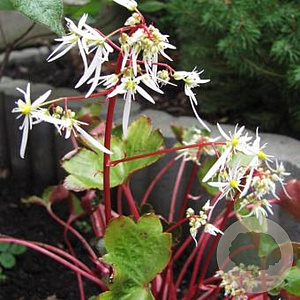 Saxifraga cortusifolia 'Rubrifolia' GM P9
