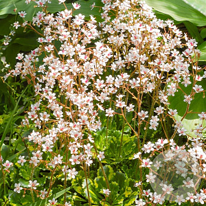 Saxifraga urbium 'Variegata' GM P9