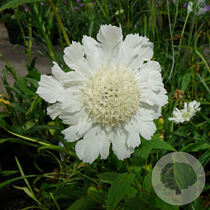 Scabiosa caucasica 'Alba' GM P9