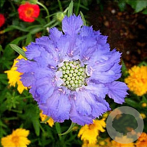Scabiosa caucasica 'Clive Greaves' GM P9